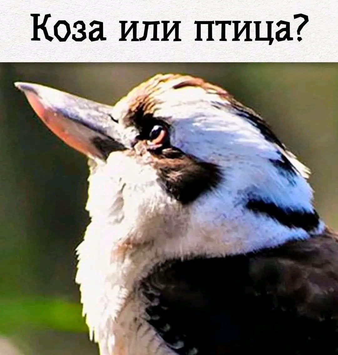 Как оптичните илюзии развиват детската реч